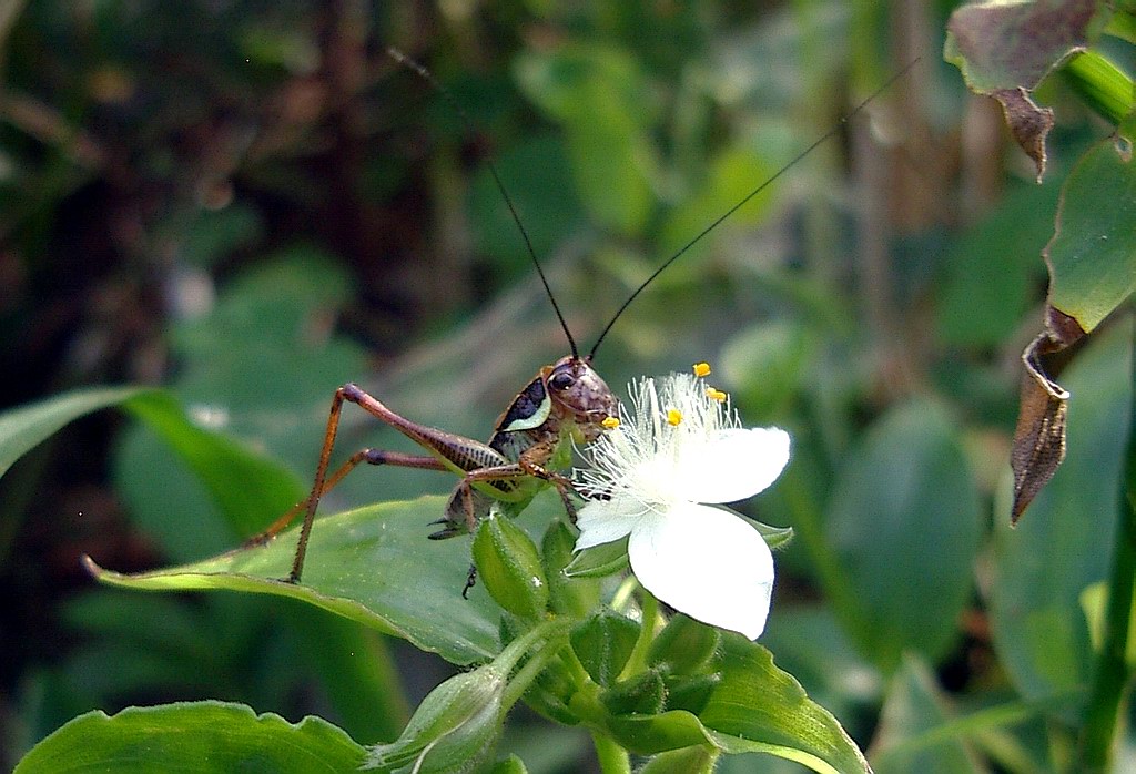 Eupholidoptera magnifica